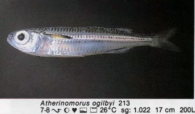Atherinomorus ogilbyi